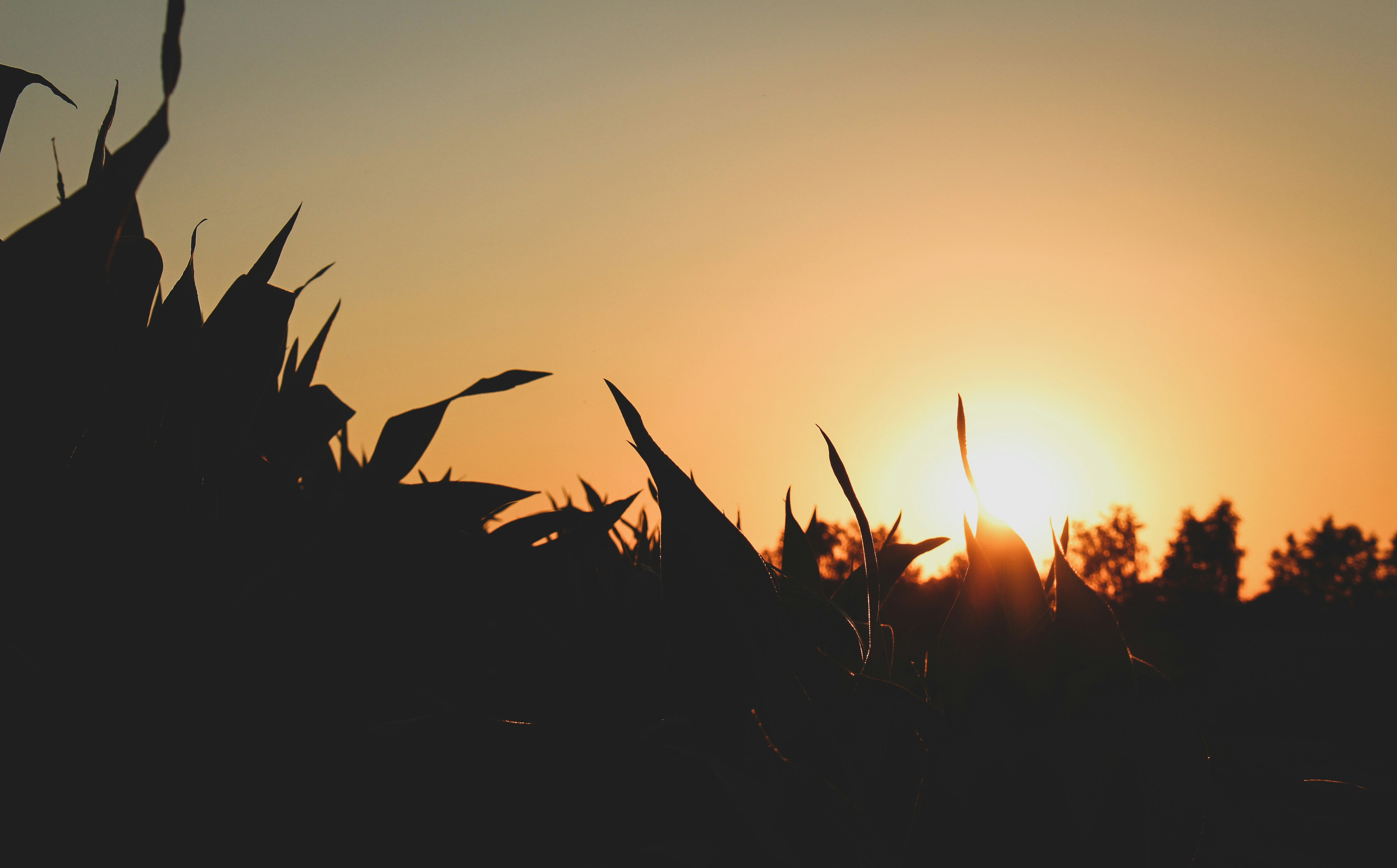 silhouette of plants during golden hour